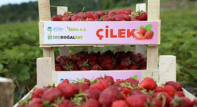 Çilek Üretim Merkezi'nde Hasat Başladı