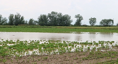  Şiddetli Yağış Sakarya'da Tarımı Olumsuz Etkiledi