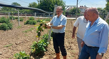 Arifiye'de kivi üretimi artıyor