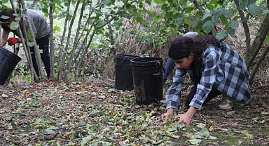 Sakarya'da fındık hasadına başlandı