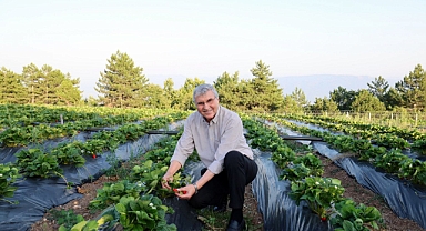 Yüce'den çilek hasadı... Tüketicilerden tam not aldı!
