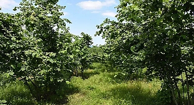 Fındıklıkta yangın çıktı! Facianın eşiğinden dönüldü