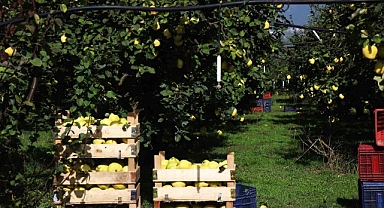 Sakarya'da Ayva hasadı başladı