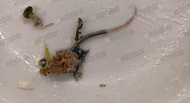 İlçemizde Mide Bulandıran Olay!