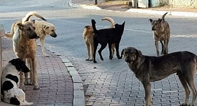 Başıboş Sokak Köpeği Dehşeti Kampüste!