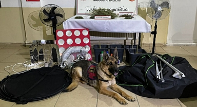 Arifiye'de sistem kurup uyuşturucu yetiştirmişler!