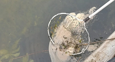 Sapanca Gölü’nü Kurtarmak İçin Yeni Bir Yöntem Denenecek