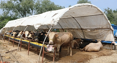 Arifiye Belediyesi Kurban Kesim ve Satış Yerinde Satışlar Başladı