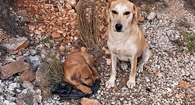 Sokak Hayvanlarını Koruma Yasasının Ayrıntıları 