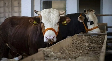 Arifiye’de Kaç Tane Kurban Kesim Yeri Var?