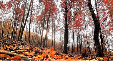 Ormanlara Giriş Yasaklandı