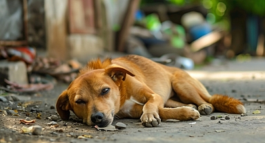 Sokak Hayvanları Yasası Mecliste Kabul Edildi