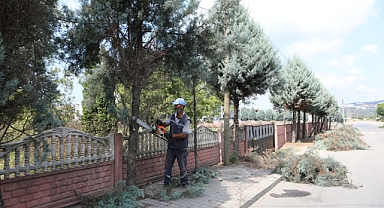 Arifiye Belediyesi Park ve Bahçeler Müdürlüğü'nden Ağaç Budama Çalışması