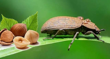 Arifiye Fındık İçin Alarmda: Kahverengi Kokarca İstilası!