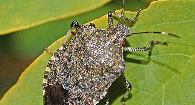Arifiye'de Kahverengi Kokarca İlaçlaması: Evcil Hayvanlarınızı Koruyun!