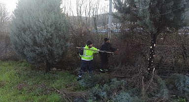Arifiye Belediyesi Park ve Bahçeler Müdürlüğü, Sapanca Yolu Üzerindeki Ağaçları Buduyor