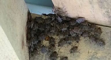 Sakarya'da Kahverengi Kokarca İstilasının Başlangıcı