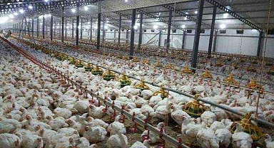 Sakarya'da Tavuk Krizi Büyüyor! Üreticilerden Entegre Tesislere Sert Tepki