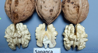 Sapanca Cevizi 'Coğrafi İşaret Tescili' Aldı