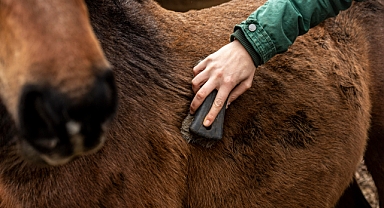 sakarya'da bir işletmenin lahmacun harcında at ve eşek eti tespit edildi
