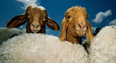 Kurban Bayramı Tatili Uzatılmadı! Kamuda Mesai 10 Haziran’da Başlıyor