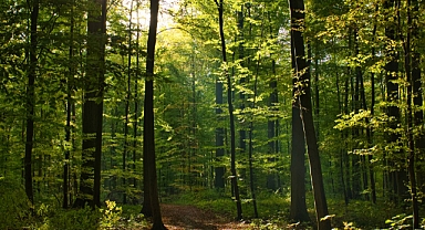 Sakarya’da Ormanlara Girişler Yasaklandı!