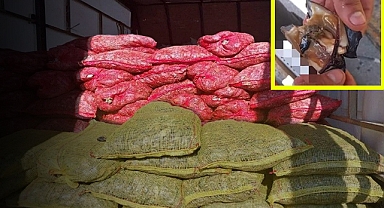 Arifiye Uyanık, Hanlı Duyarlı: Kaçak, Zehirli Midye Kamyonu Hapı Yuttu!