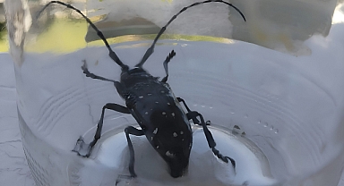 Kışlaçay’da “Drakula” Lakaplı Zehirli Böcek Gözlemlendi!