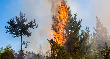 5 Hektarlık Felaketin Arkasında Hayvan Kaçırıcı Cihaz Var!