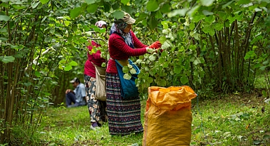 Bahçeden Rekora: Sakarya’da Fındık Fiyatı Tarihi Zirvede!