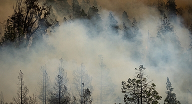 Serdivan Meşeli'de Makilik Alanda Yangın Alarmı!