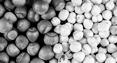 Sıcak Darbesi: Fındık Bahçeleri Yandı, Rekolte Alarm Veriyor!