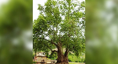 7 Asırlık Çınarın Gölgesinde Tarih ve Kültür Buluşacak!