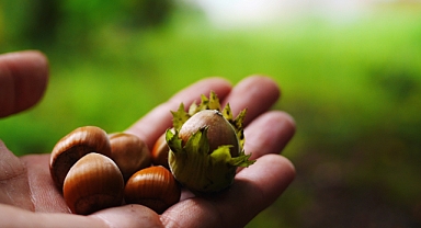 Bayraktar Sakarya’da: Fındık Bu Yıl Ağır Hasar Gördü