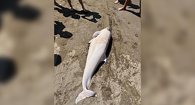 Nadir Görülen Beyaz Yunus, Cebeci Sahilinde Ölü Halde bulundu!