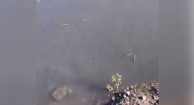 Dere Kirliliği Felaket Getirdi: Mudurnu’da Balıklar Hayatta Kalmaya Çalışıyor!