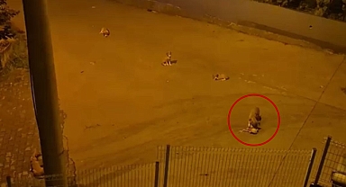 Mahalleli Tedirgin, Çözüm Gözü Sokak Hayvanları Kampüsünde