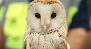 Arifiye’de Ağaçta Mahsur Kalan Peçeli Baykuş Kurtarıldı