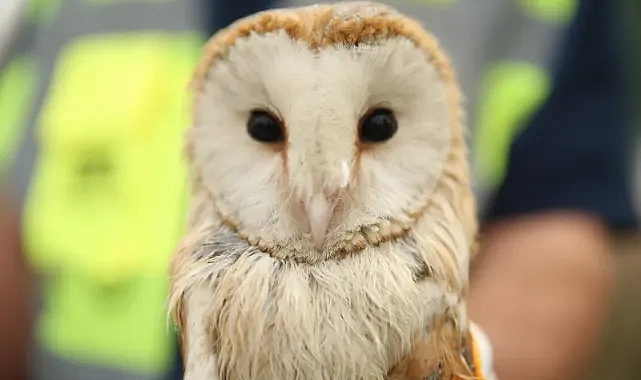 Arifiye’de Ağaçta Mahsur Kalan Peçeli Baykuş Kurtarıldı