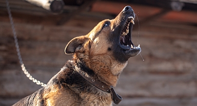 Sanayide Korku Dolu Anlar: Sahibinin Elinden Kaçan Köpek Çocuğa Saldırdı!