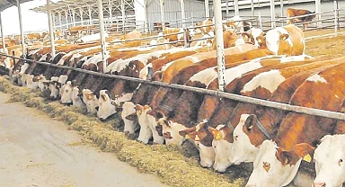 3 Mahallede Tespit, 37 Mahallede Karantina: Karasu’da Şap Önlemleri!