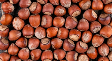 Fındık Piyasasında Hafta Sonu Tablosu: Sakarya’da Son Durum