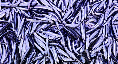 Balıkçılar Uyardı: Hamsi Yok Denilecek Kadar Az