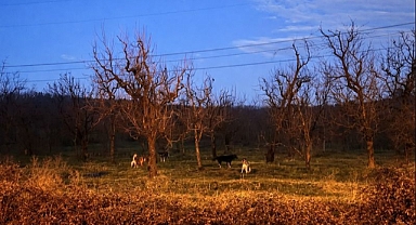 Cumhuriyet Mahallesi’nde Başıboş Köpek Endişesi: Vatandaş Tedirgin!
