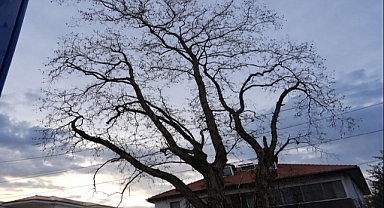 Mahalleli İsyan Etti: Tehlikeli Dallar İçin Hâlâ Adım Atılmadı!