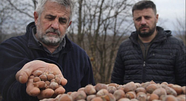 Rekordan Dibe: Fındık Fiyatları Üreticiyi Yıktı 