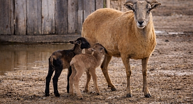 Arifiye'mizin Gölya Park’ında Çifte Sevinç! İkiz Kuzular Dünyaya Geldi