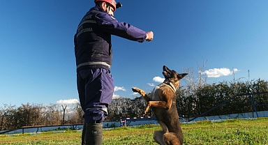 Enkaz Altındaki Umudu Onlar Buluyor: Sakarya’nın K9 Kahramanları Her An Göreve Hazır