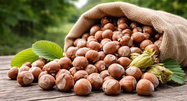 Sakarya’da Fındık Kaç Para? İşte 17 Şubat Güncel Liste!