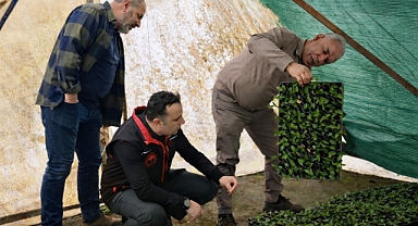 Tarım Ekipleri Arifiye’de: Salep Bahçeleri Kontrol Altında 